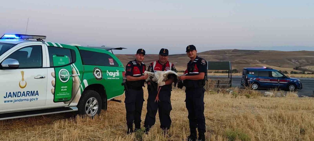 Yozgat’ta doğada bulunan yaralı leylek koruma altına alındı. Yozgat’ın Boğazlıyan