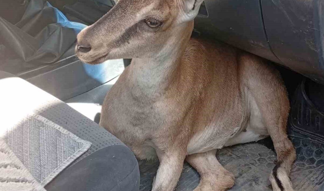 Tunceli’nin Pertek ilçesinde kayalıklardan düşüp yaralanan yavru dağ keçisi, tedavi