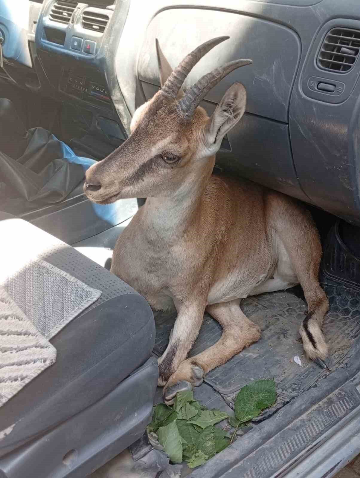 Tunceli’nin Pertek ilçesinde kayalıklardan düşüp yaralanan yavru dağ keçisi, tedavi