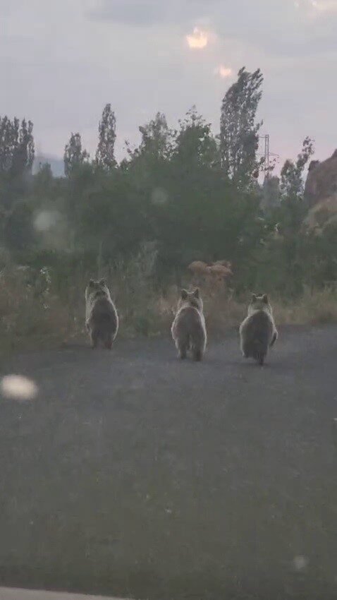 Erzurum’un Şenkaya ilçesinde yola inen ayı ailesi sürücü tarafından cep