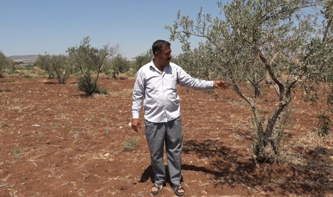 Kilis merkeze bağlı Yavuzlu Köyü Muhtarı Bekir Mülayim, sulama suyunun