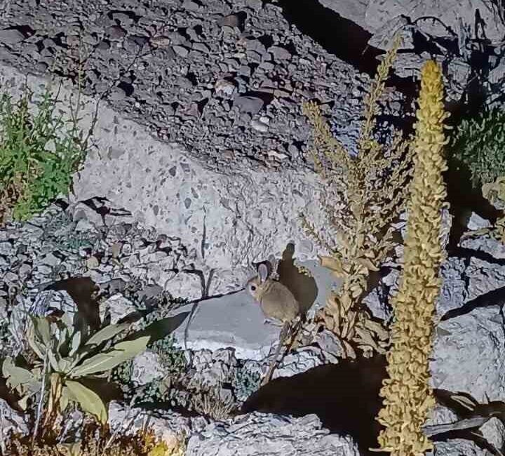 Afyonkarahisar’da nesli tehlike altında olan Arap Tavşanı’nın Kumalar Yaylası’nda belirdiği