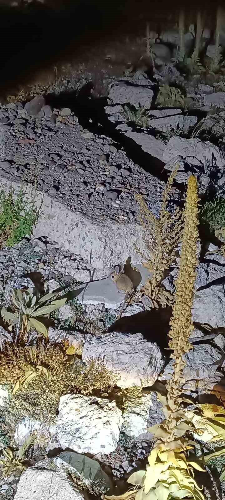 Afyonkarahisar’da nesli tehlike altında olan Arap Tavşanı’nın Kumalar Yaylası’nda belirdiği