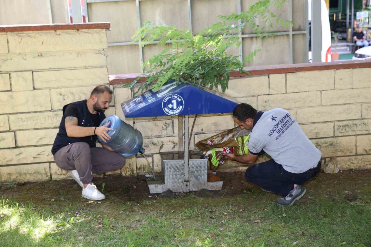 Küçükçekmece Belediyesi Veteriner İşleri Müdürlüğü ekipleri tarafından, sokak hayvanlarının kavurucu