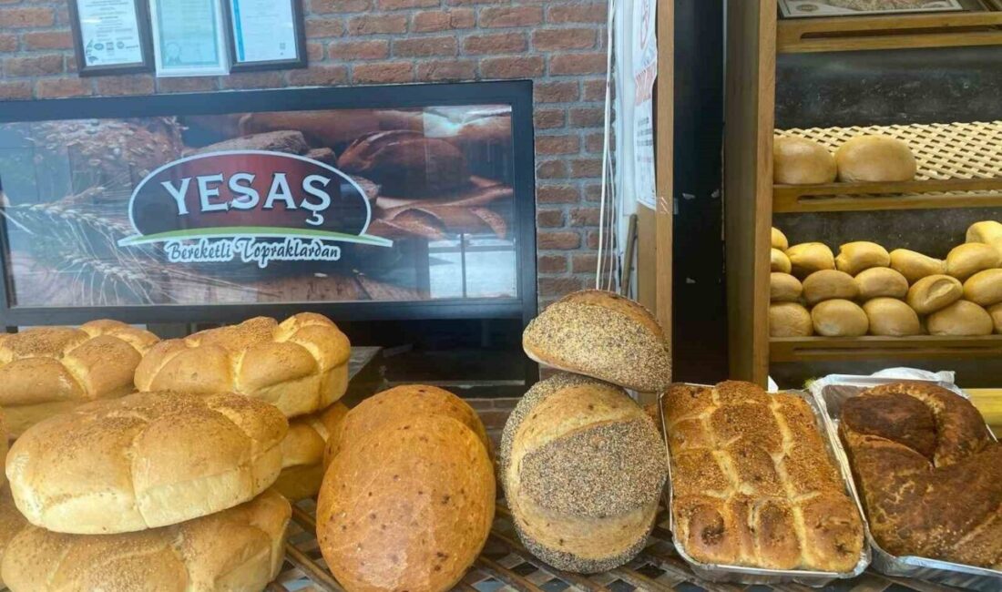 Osmanlının ilk başşehri Bursa’nın Yenişehir ilçesinde doğal olarak yetiştirilen domateslerden