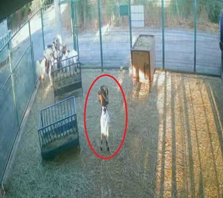 Antalya’da yerdeki poşeti başına geçiren cüce keçi, çiftlikteki diğer keçilerin