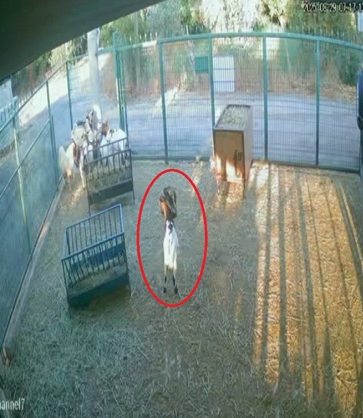 Antalya’da yerdeki poşeti başına geçiren cüce keçi, çiftlikteki diğer keçilerin