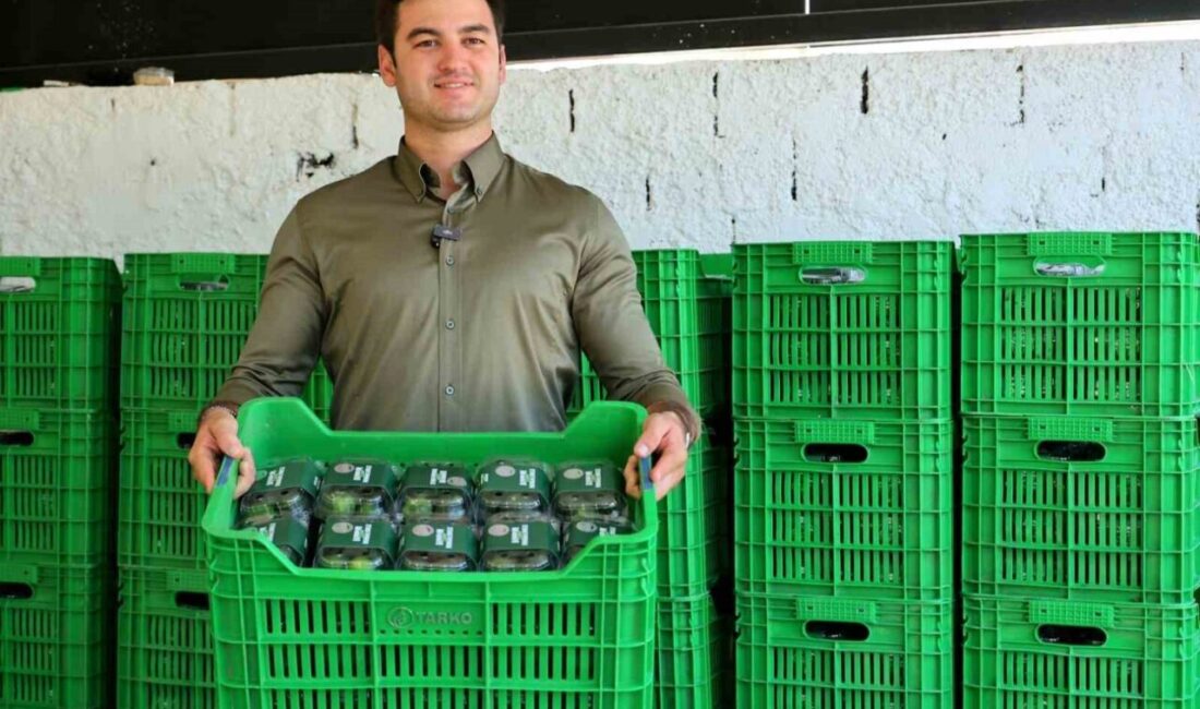 Bodrum Belediyesi Mandalin Uygulama Bahçesi’nde coğrafi işaretli Bodrum mandalininin erken