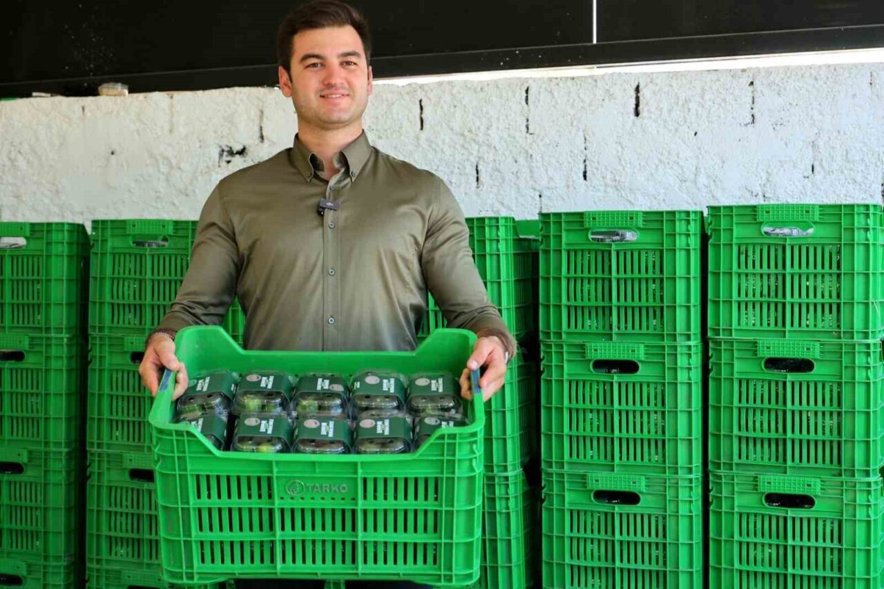Bodrum Belediyesi Mandalin Uygulama Bahçesi’nde coğrafi işaretli Bodrum mandalininin erken