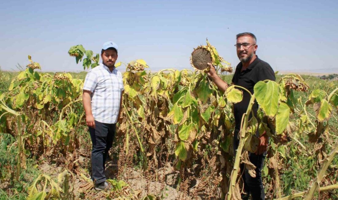 Yozgat’ta 2025 yılı çerezlik siyah ay çekirdeği hasadı başladı. Dron