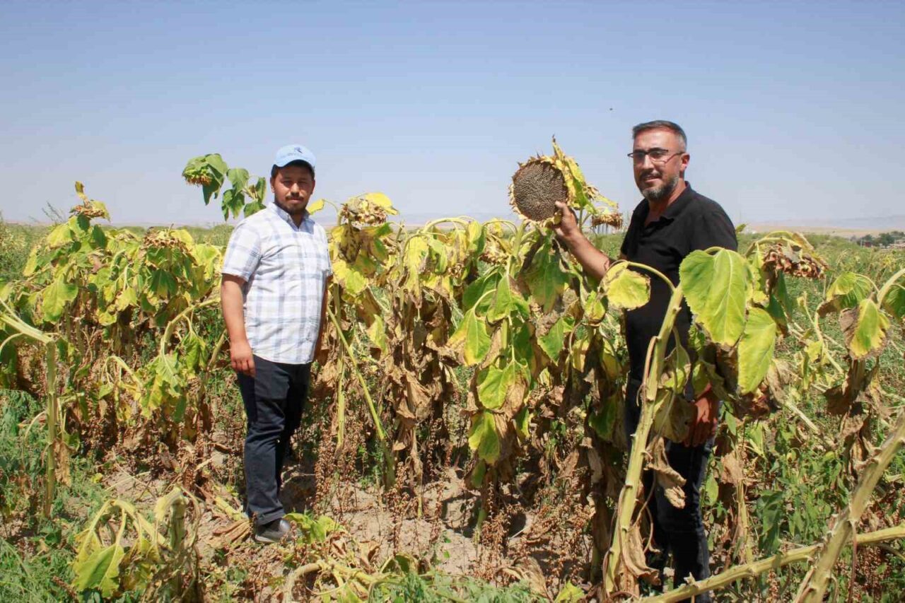 Yozgat’ta 2025 yılı çerezlik siyah ay çekirdeği hasadı başladı. Dron