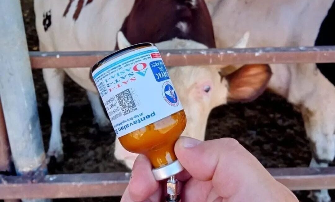 Tarım ve Orman Bakanlığı, şap hastalığının yayılmasını önlemek amacıyla kapatılan