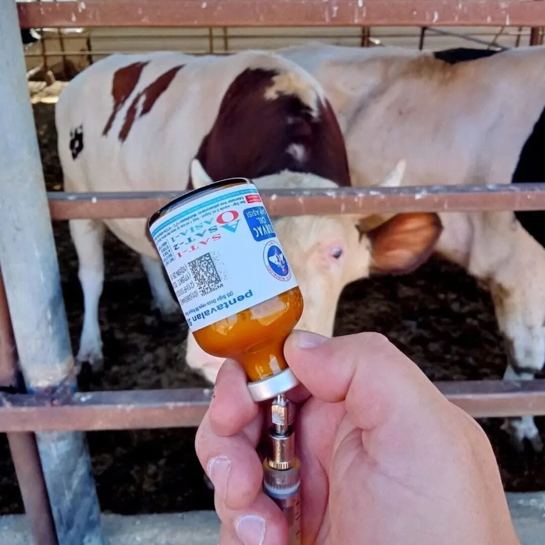 Tarım ve Orman Bakanlığı, şap hastalığının yayılmasını önlemek amacıyla kapatılan