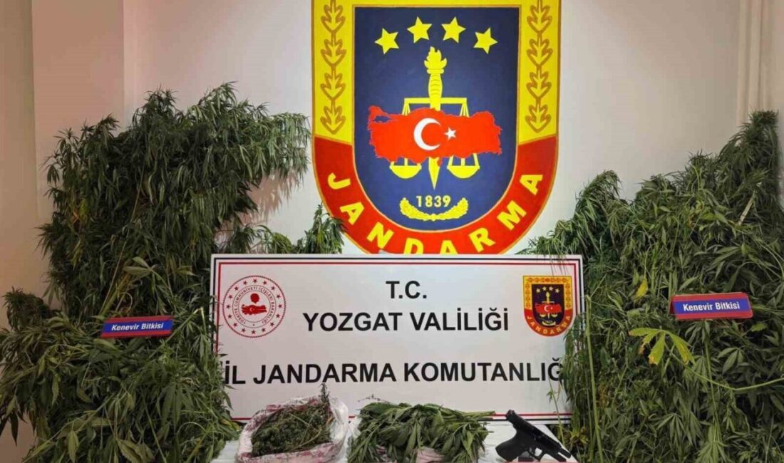 Yozgat’ta yapılan uyuşturucu operasyonunda kenevir bitkisi ve tabanca yakalandı. Yozgat’ın