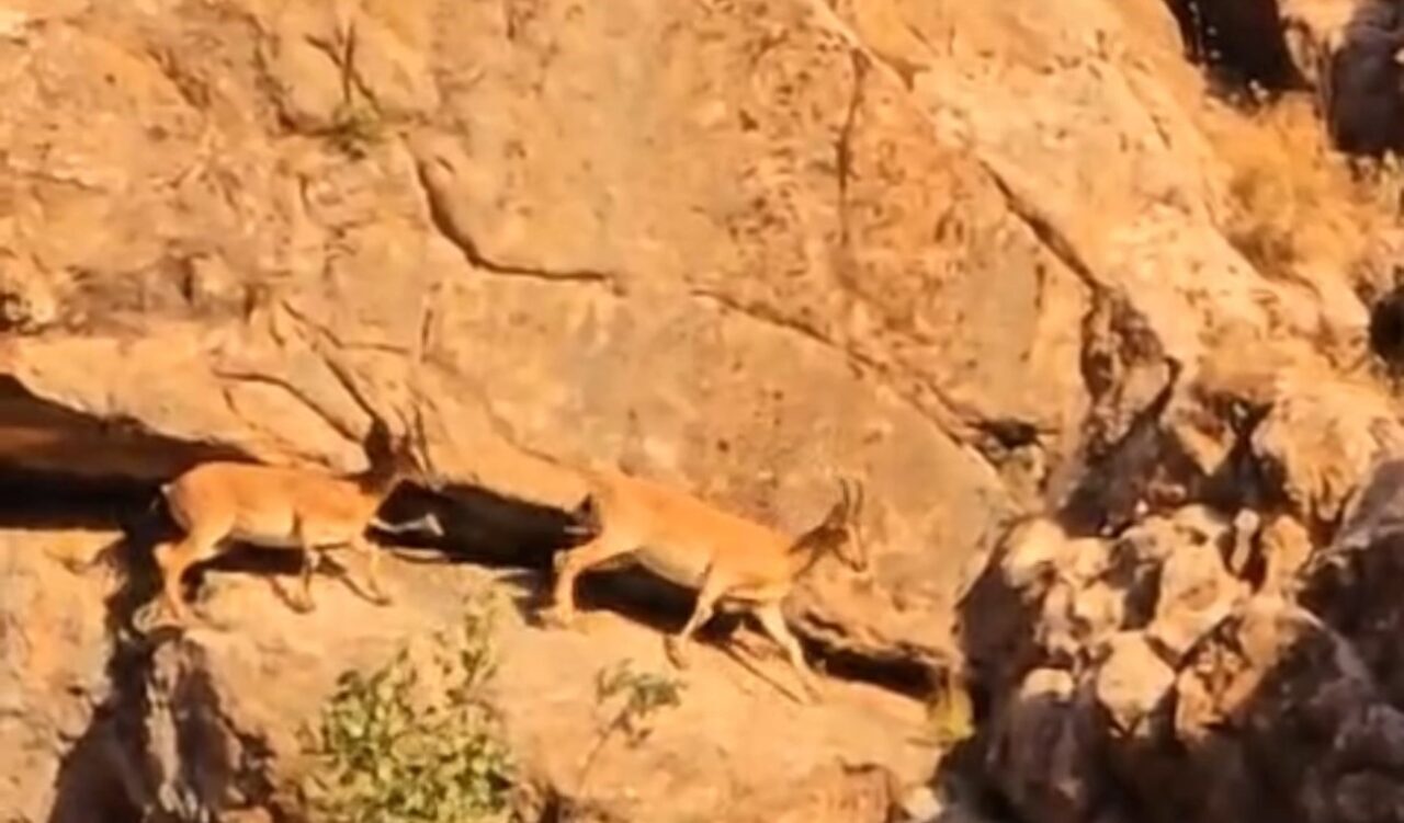 Yüksekova karayolunda sürü halinde dolaşan dağ keçileri, vatandaşlar tarafından cep