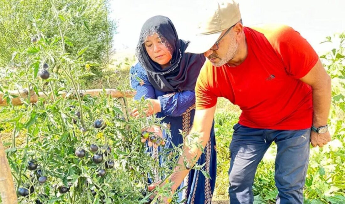 Hakkari’nin Yüksekova ilçesine geçtiğimiz yıl ilk kez siyah domates üretimi