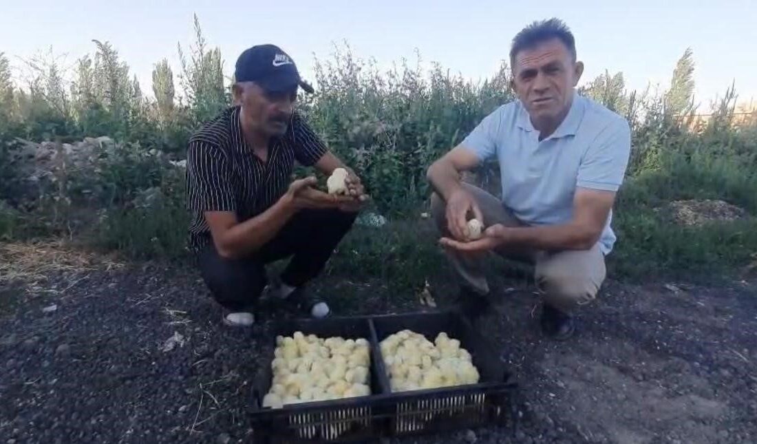 Nevşehir’de yumurtadan 4 ayaklı civciv çıktı. Derinkuyu ilçesine bağlı Yazıhüyük