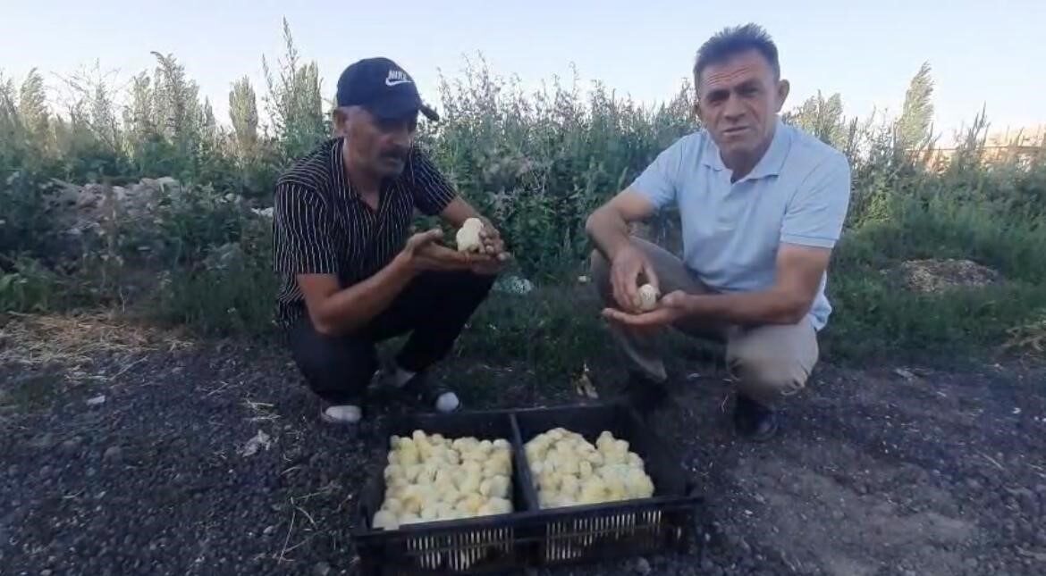 Nevşehir’de yumurtadan 4 ayaklı civciv çıktı. Derinkuyu ilçesine bağlı Yazıhüyük