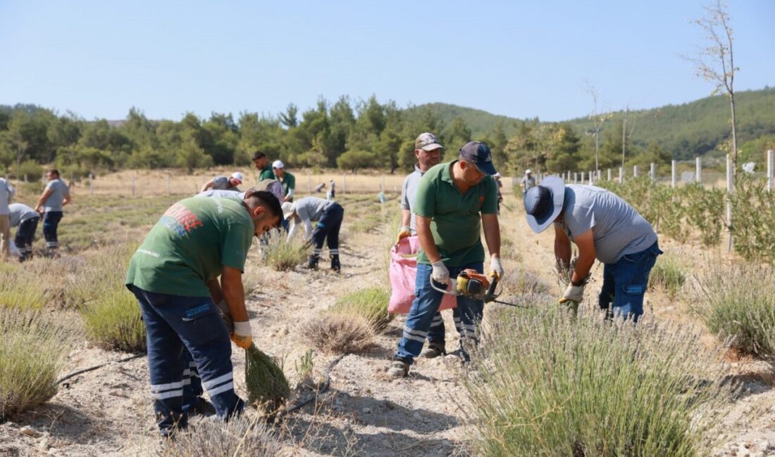 Yunusemre Belediyesi’nin Ortaköy Mahallesi’nde hayata geçirdiği lavanta bahçesinde hasat başladı.