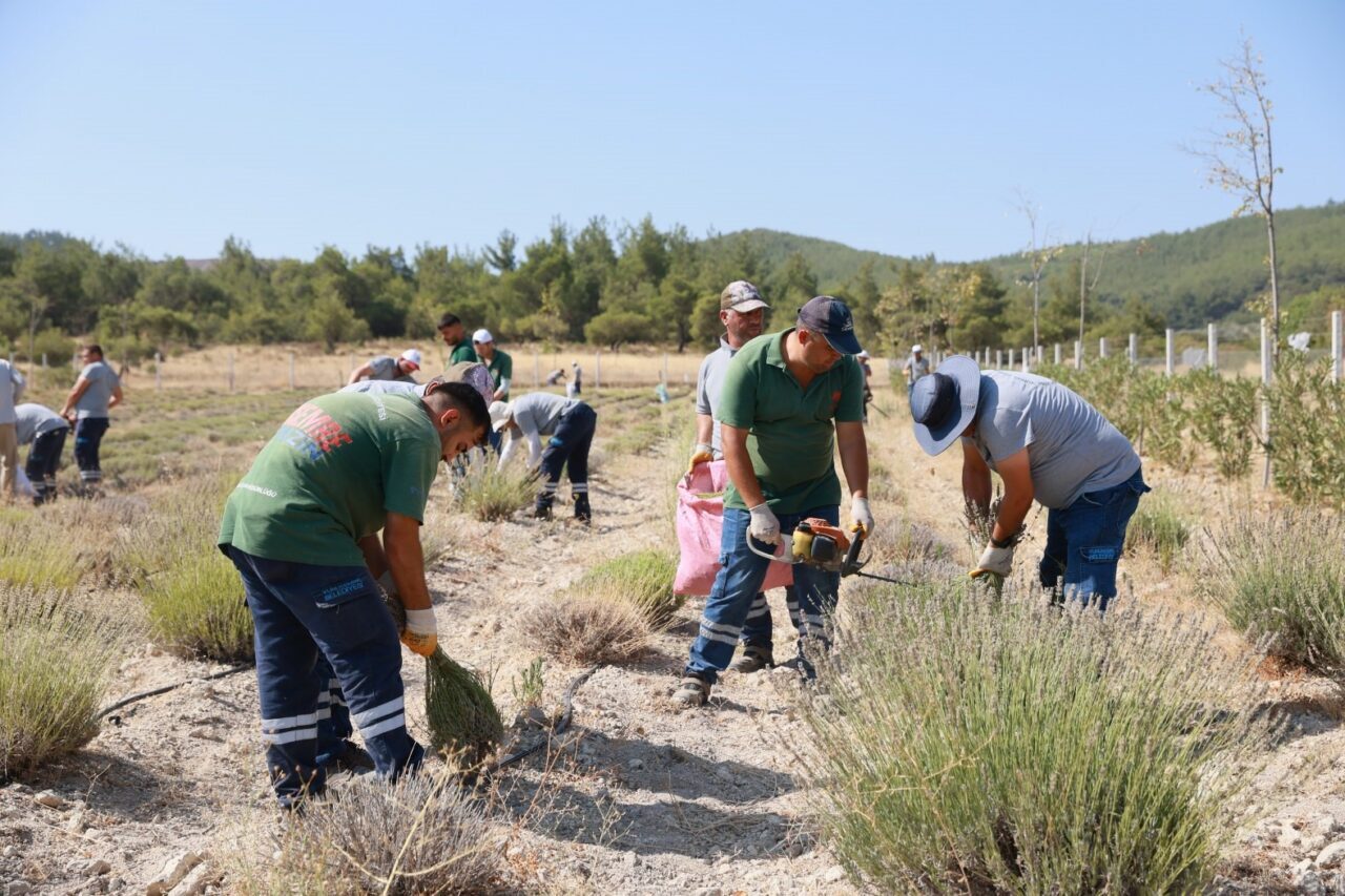 Yunusemre Belediyesi’nin Ortaköy Mahallesi’nde hayata geçirdiği lavanta bahçesinde hasat başladı.