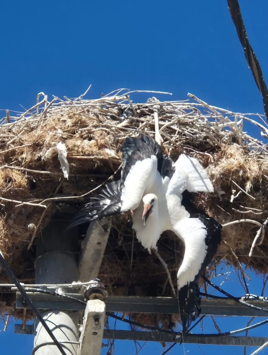 Afyonkarahisar’da elektrik direğinde leylek yaptığı yuvaya takılı kalınca devreye giren