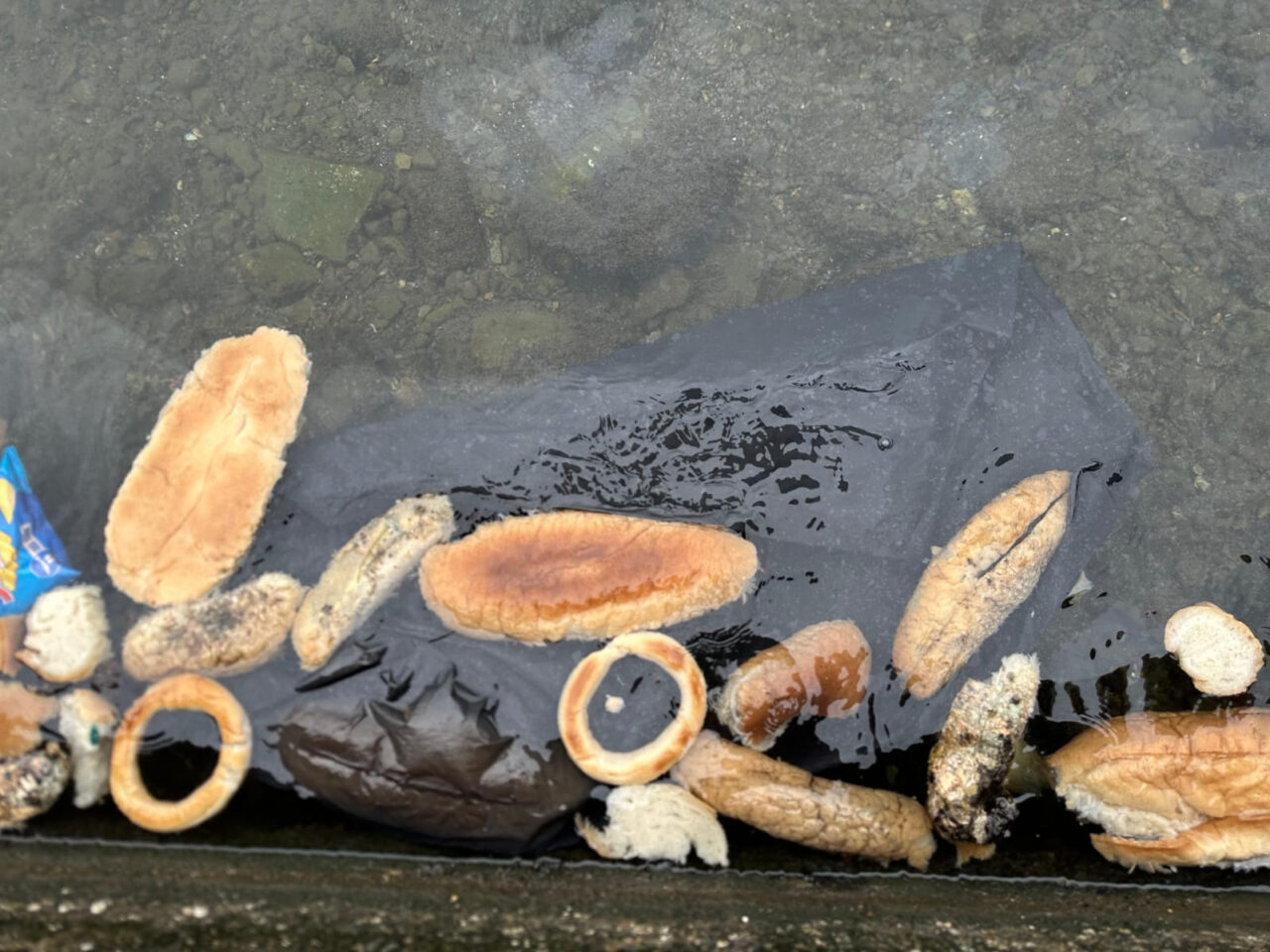 Rize’de kimliği belirsiz kişiler tarafından denize dökülen ekmek, simit ve