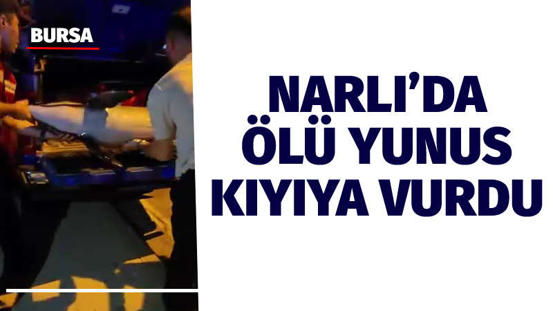Bursa’da gece saatlerinde ölü yunus balığı kıyıya vurdu. Yunus balığı