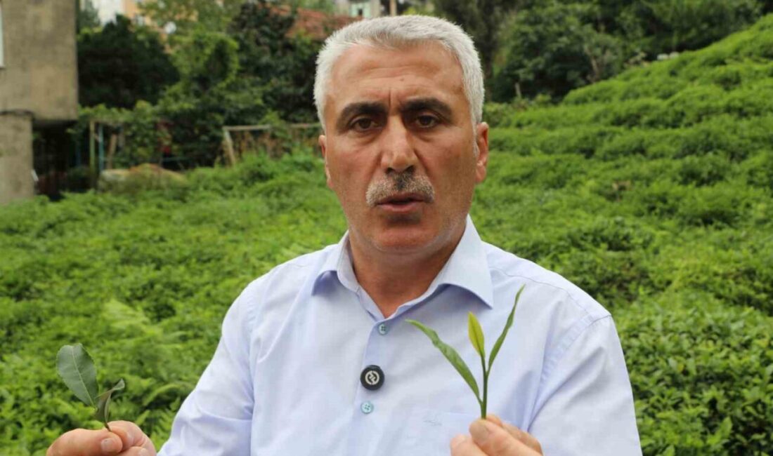 12 Eylül 1980 askeri darbesinde Rize’de henüz ilkokul öğrencisiyken çay