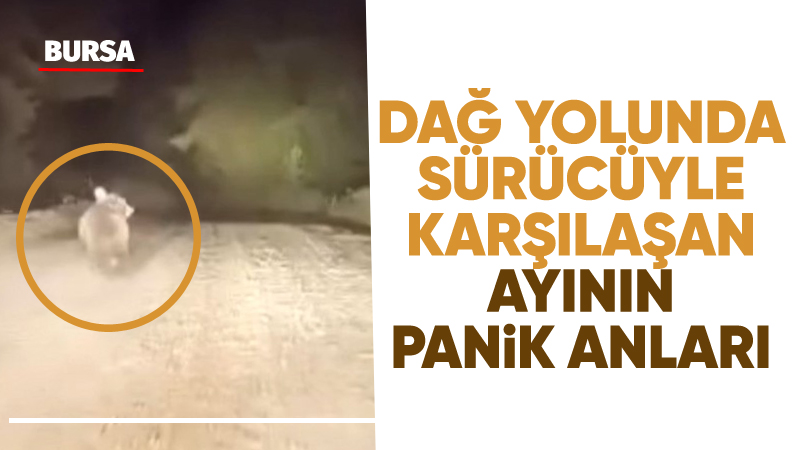 Bursa’nın Karacabey ilçesinde dağ yolunda ilerleyen bir sürücü, yol üzerinde