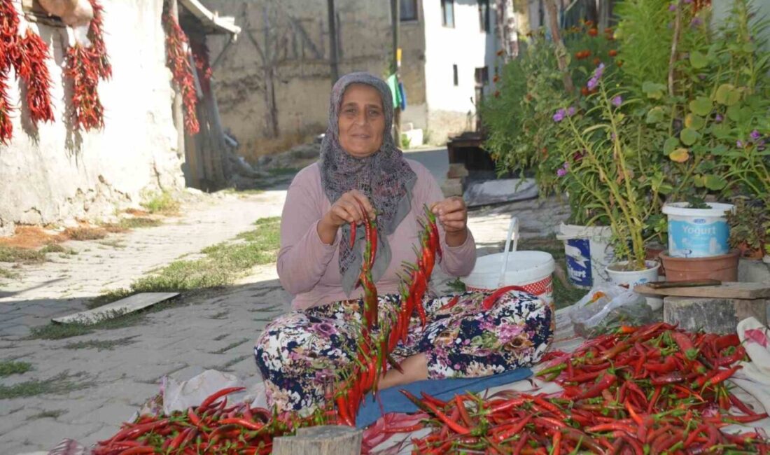 Bilecik’in Çukurören köyüne özgü acı biberin üretimi yaklaşık 160 yıldır