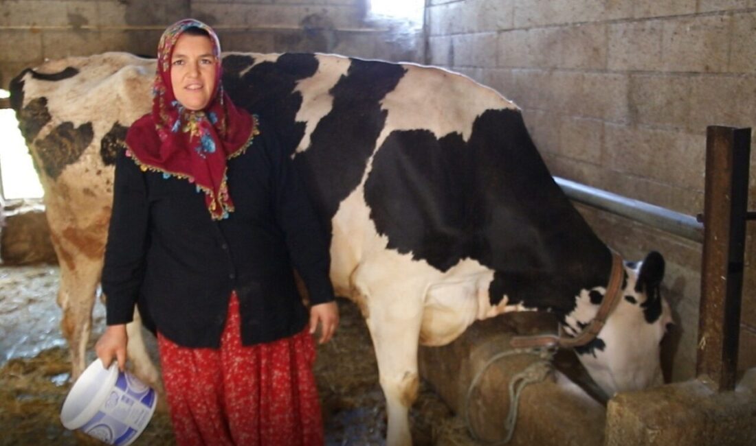 Gaziantep’in Şahinbey ilçesinde yaşayan Yıldız Aslan, Şahinbey Belediyesi’nden aldığı 2