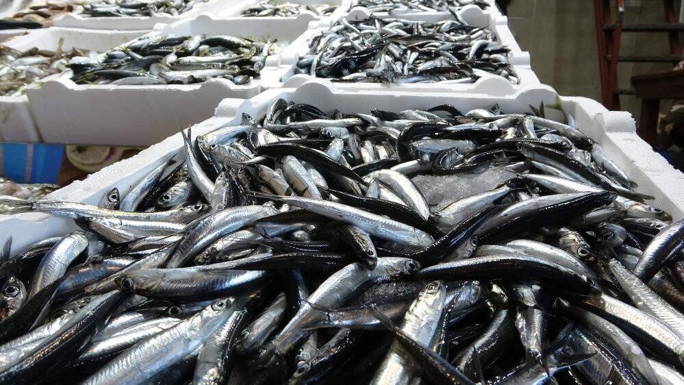 Türkiye balıkçılığının yüzde 60-70’ini oluşturan hamsi, ihracatta önemli döviz girdisi
