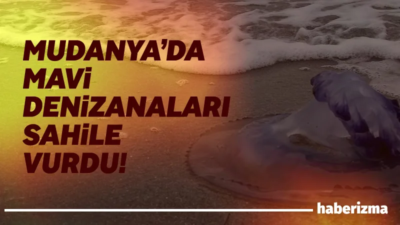 Bursa’da devasa mavi denizanaları Mudanya sahiline vurmaya başladı. Aynı manzara