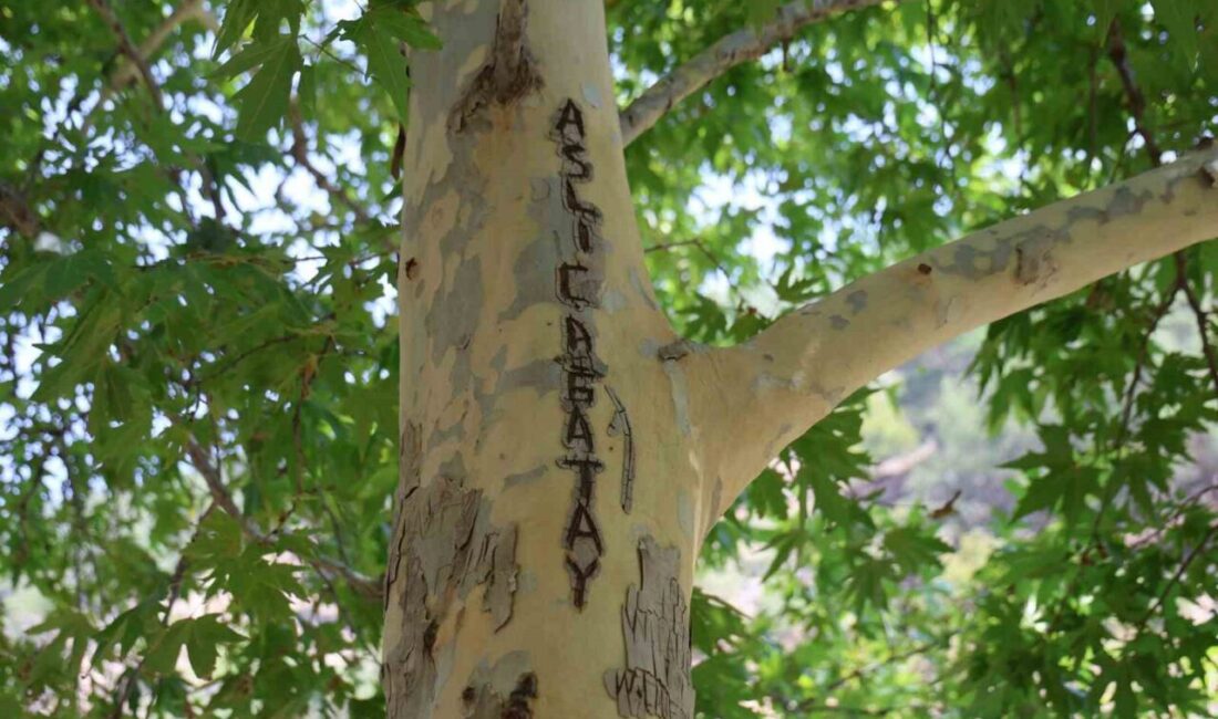 Adana’nın Kozan ilçesinde yaklaşık 45 yıllık olduğu değerlendirilen çınarın gövdesi