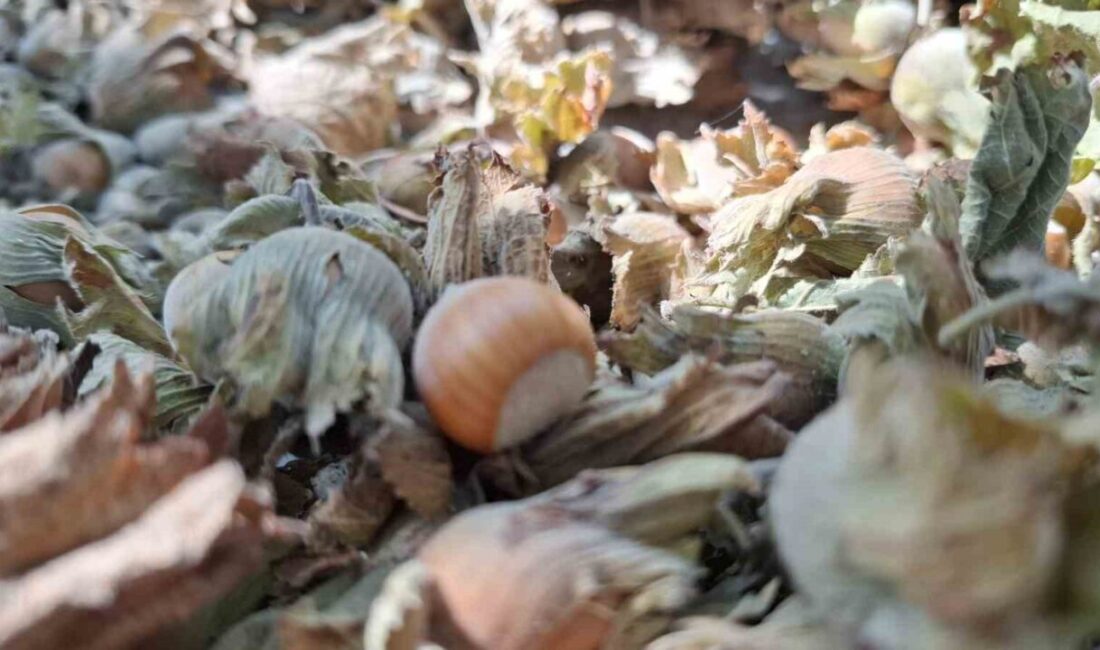 DÜZCE (İHA) – Düzce’den sekiz ayda Avrupa Birliği (AB) ülkelerine