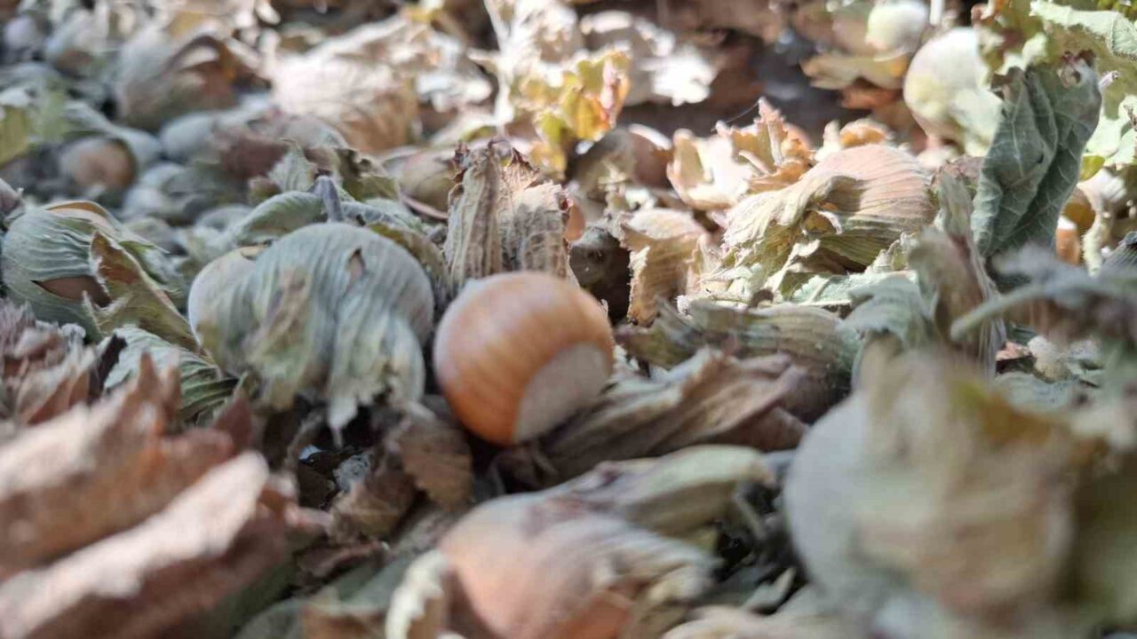 DÜZCE (İHA) – Düzce’den sekiz ayda Avrupa Birliği (AB) ülkelerine