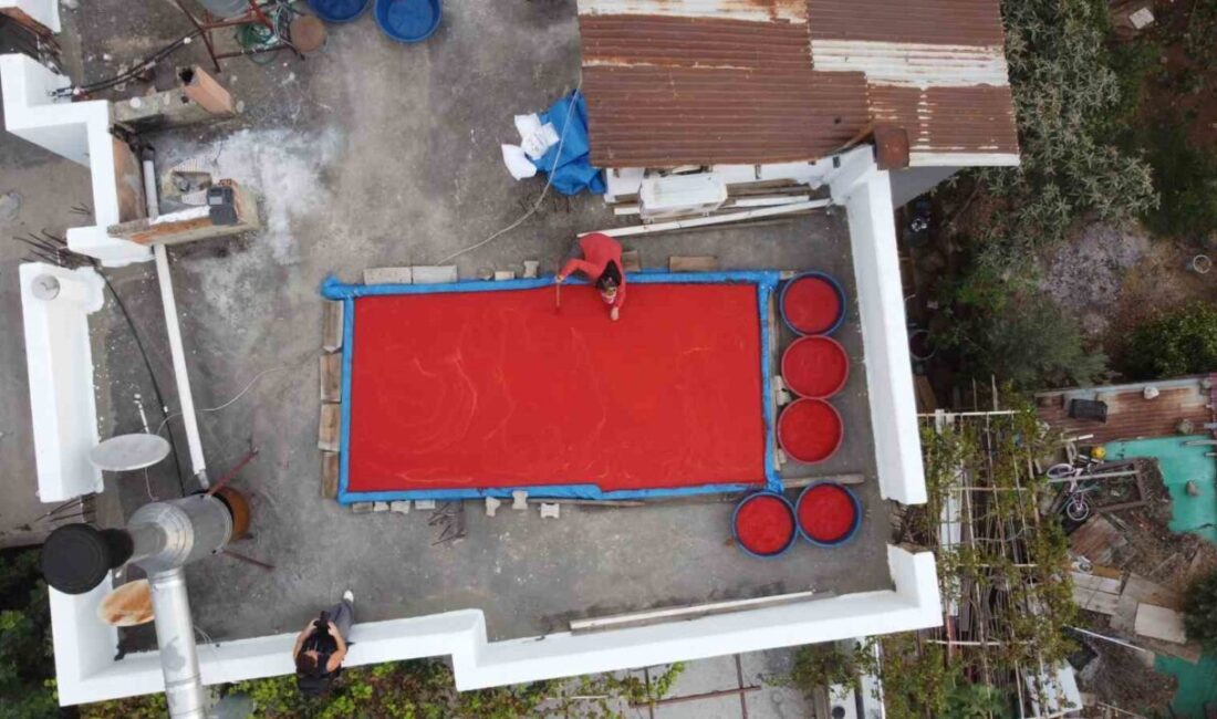 Adana’da birçok kişinin emek vererek yaptığı biberin salça yolculuğu başladı.