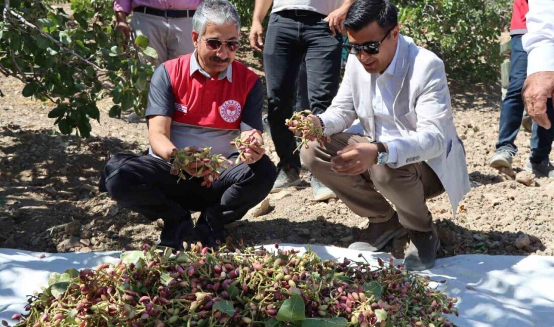 304 Bin dekar alanda Antep Fıstık yetiştiriciliğinin yapıldığı Adıyaman’da hasat