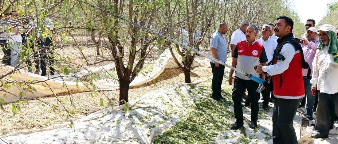 Adıyaman’ın Kahta ilçesinde badem hasat şenliği, yoğun katılımla gerçekleştirildi. Kahta