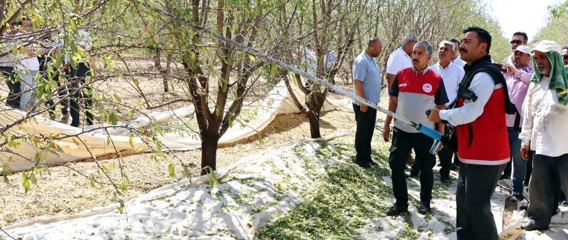 Adıyaman’ın Kahta ilçesinde badem hasat şenliği, yoğun katılımla gerçekleştirildi. Kahta