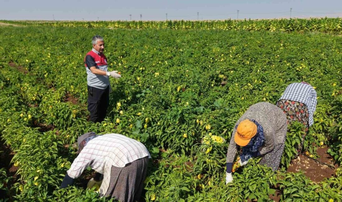 Adıyaman İl Tarım ve Orman Müdürü Abdulkadir Akkan, beraberindeki Şube