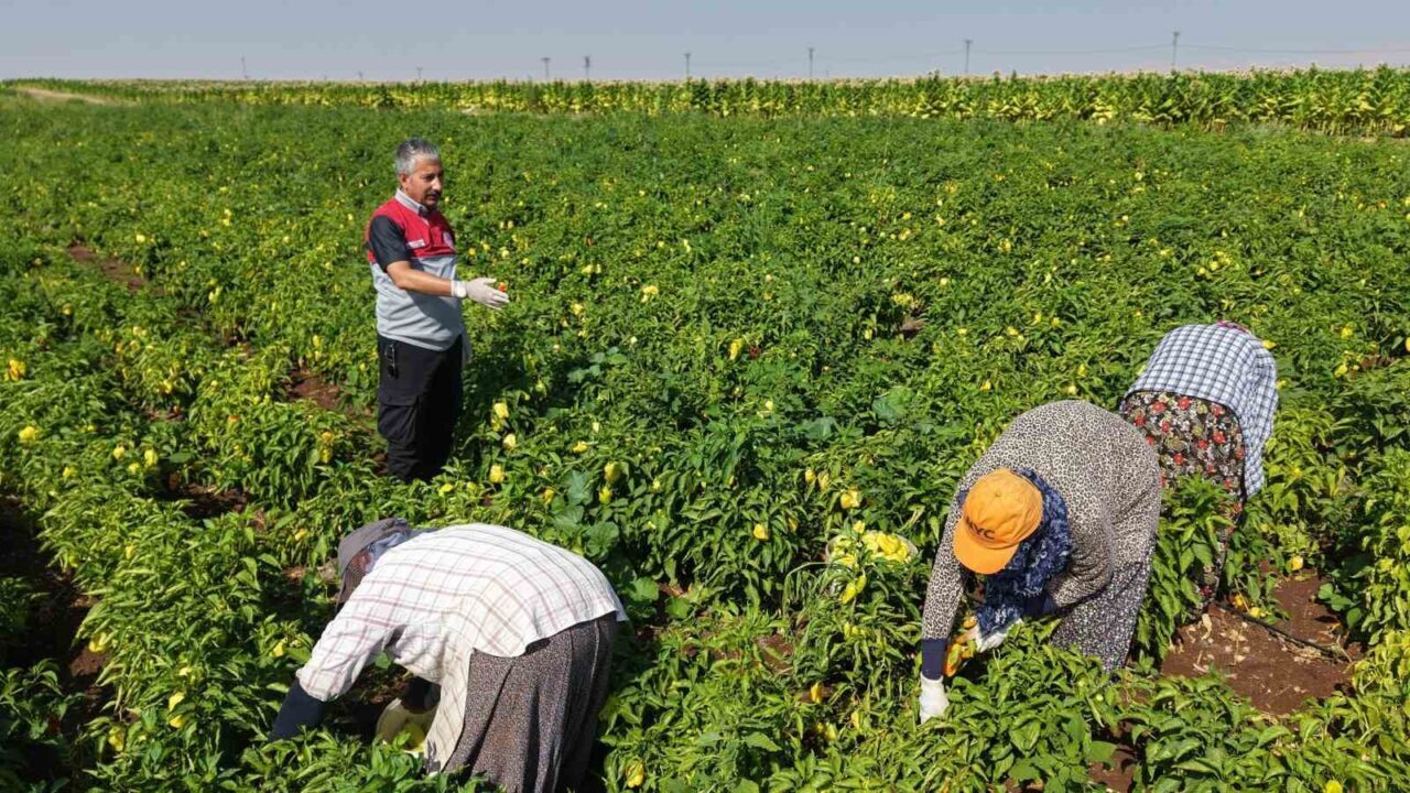 Adıyaman İl Tarım ve Orman Müdürü Abdulkadir Akkan, beraberindeki Şube