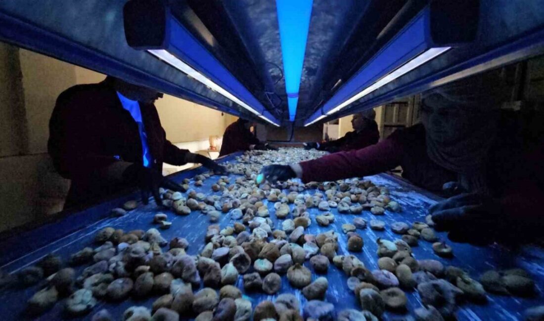 Aydın’da taze incirin ardından kuru incir mesaisi başladı. Kuru incirde