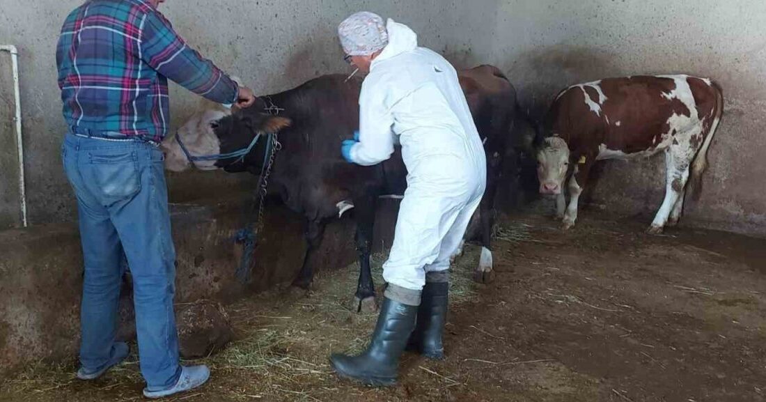 Afyonkarahisar İl Tarım ve Orman Müdürlüğü tarafından kent genelinde sığır