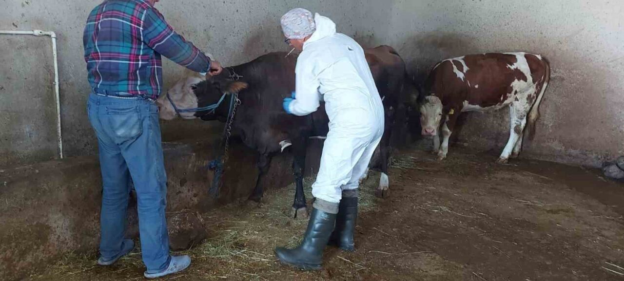 Afyonkarahisar İl Tarım ve Orman Müdürlüğü tarafından kent genelinde sığır