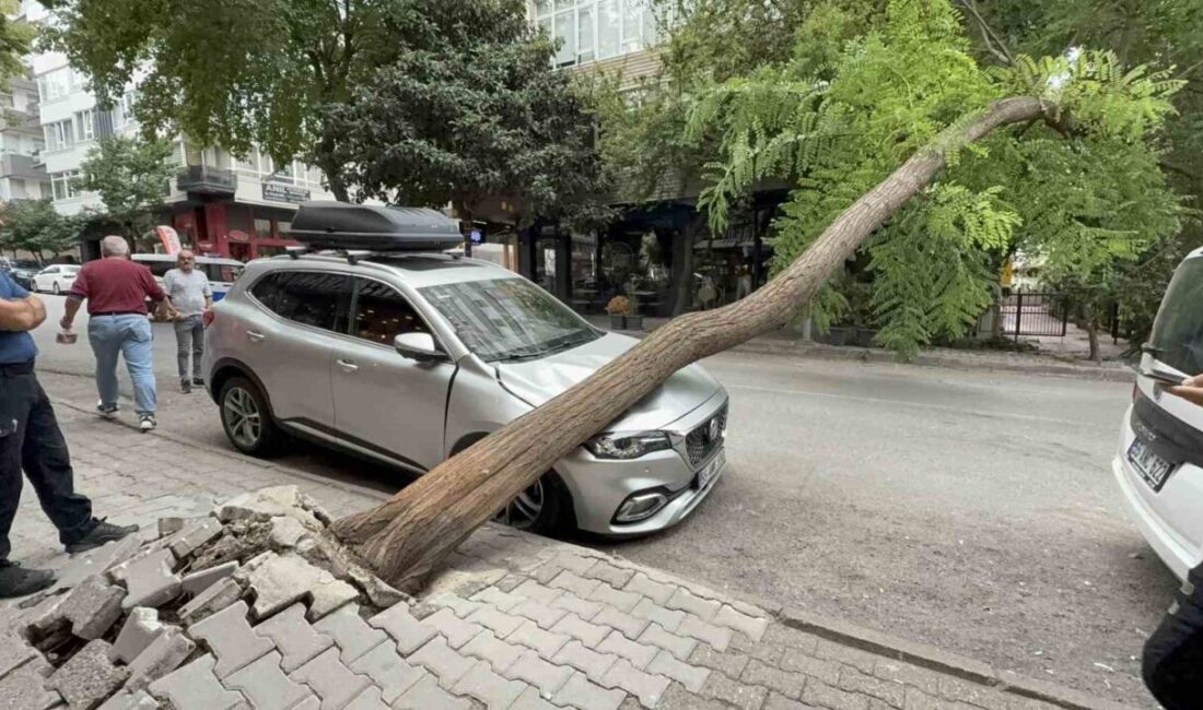 Samsun’da kaldırımda bulunan akasya ağacı park halindeki otomobilin üzerine devrilerek