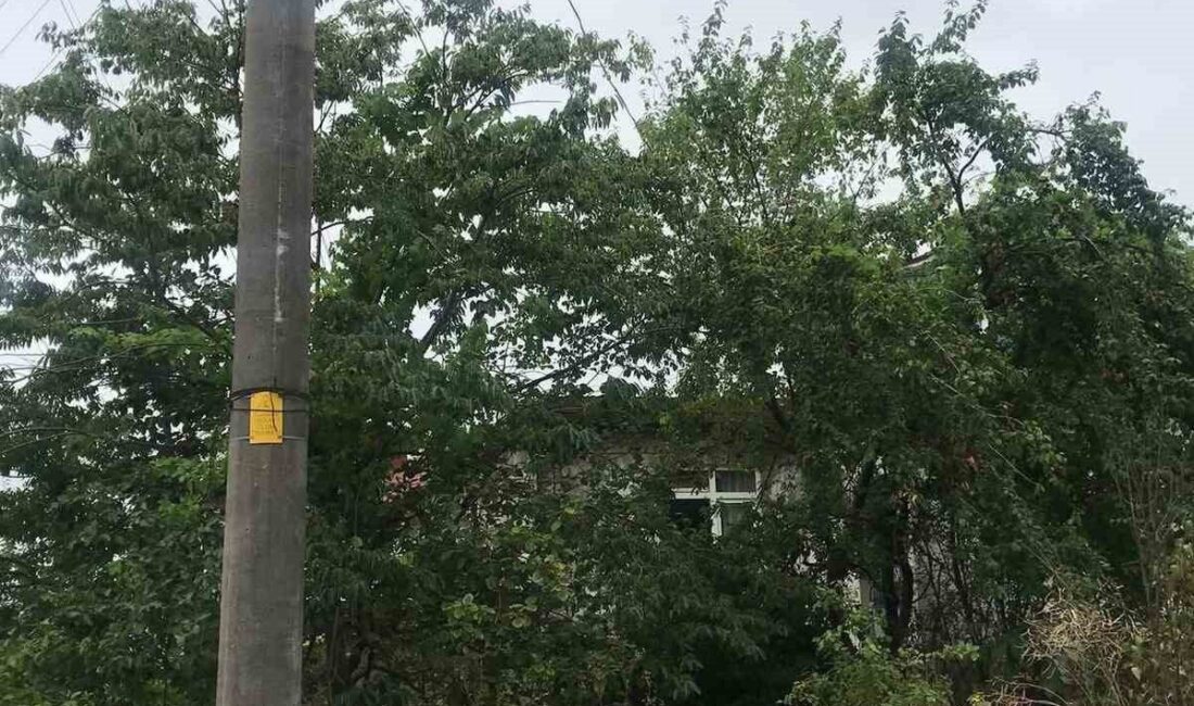 Alaplı’da bazı mahallelerde elektrik tellerine ağaçların içinden geçen enerji yüklü