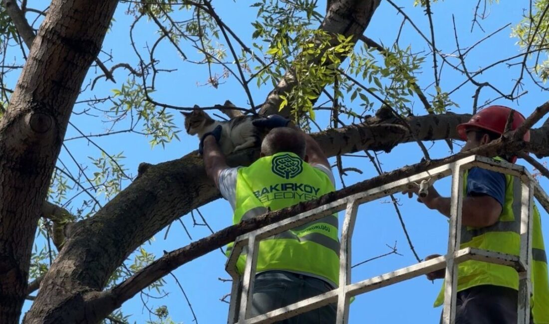 İstanbul Bakırköy’de tırmandığı ağaçta 3 gündür mahsur kalan “Yumuk” isimli