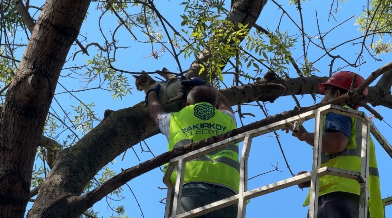 İstanbul Bakırköy’de tırmandığı ağaçta 3 gündür mahsur kalan “Yumuk” isimli