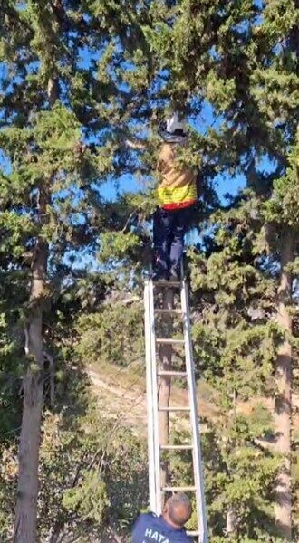 Hatay’ın Altınözü ilçesinde ağaçta mahsur kalan kedi, itfaiye ekipleri tarafından